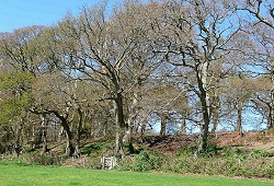 Buckland